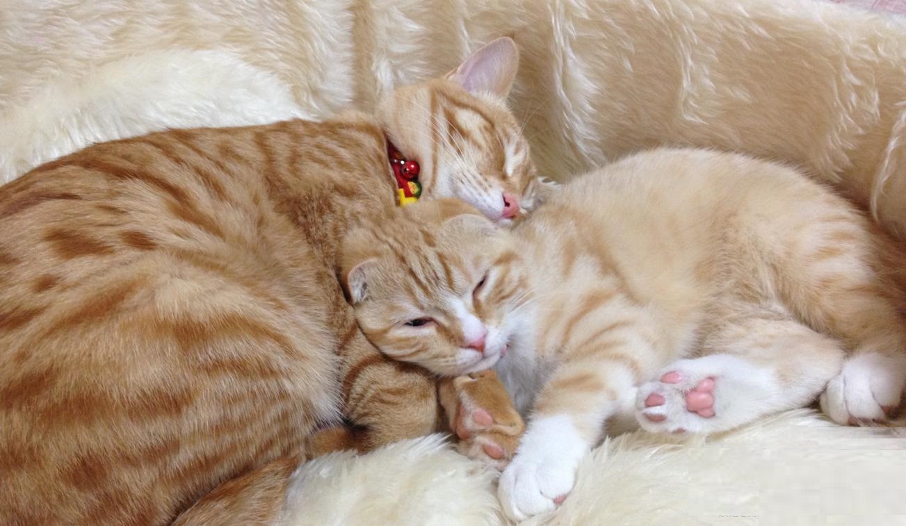 ちゃーと姫の幸せな時代